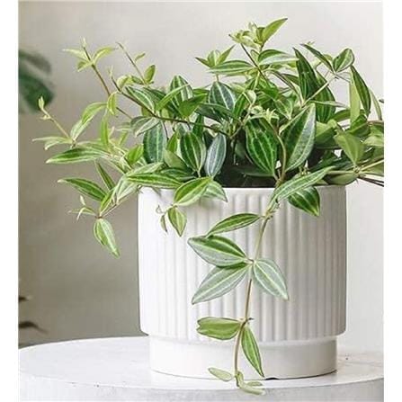 CL STRIPED CERAMIC POT GQ133-WE H12.3CM