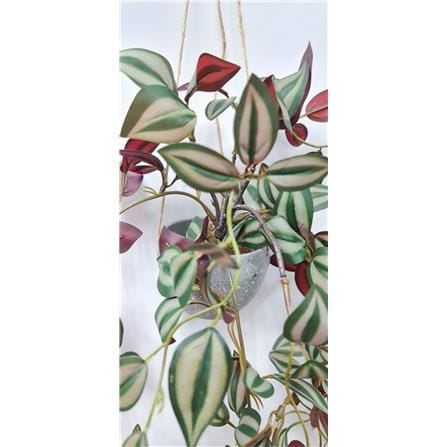 CL ARTIFICIAL HANGING VINE IVY VINE EYEBROWS GP721 37CM