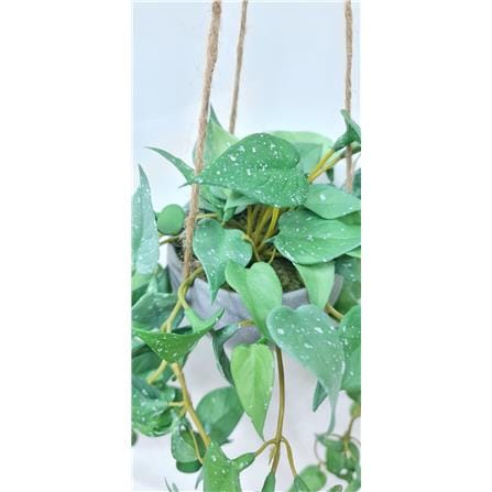 CL ARTIFICIAL HANGING VINE ANTHURIUM LEAF GP723 33CM