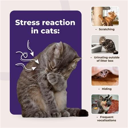 MYKAZOKU CAT CALMING SPRAY 20ML