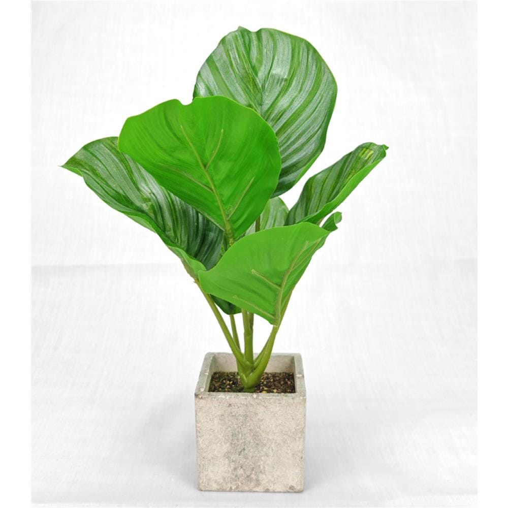 CL CALATHEA ORBIFOLIA POTTED PLANT GP540