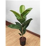 CL FICUS ELASTICA TREE 73CM GP620