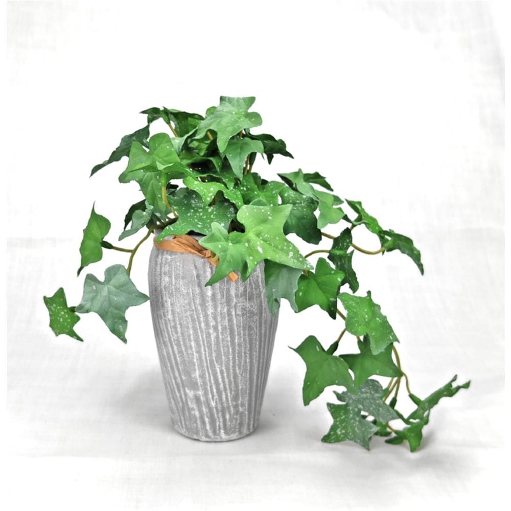 CL SWEET POTATO LEAVES POTTED PLANT GP542
