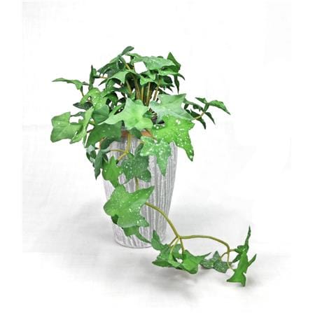 CL SWEET POTATO LEAVES POTTED PLANT GP542