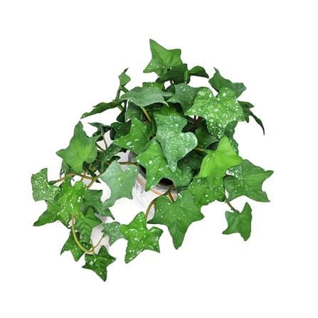 CL SWEET POTATO LEAVES POTTED PLANT GP542