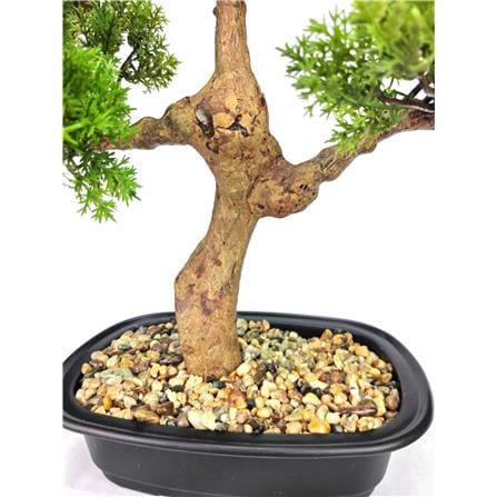 CL BONSAI CYPRESS POTTED 45CM GP551